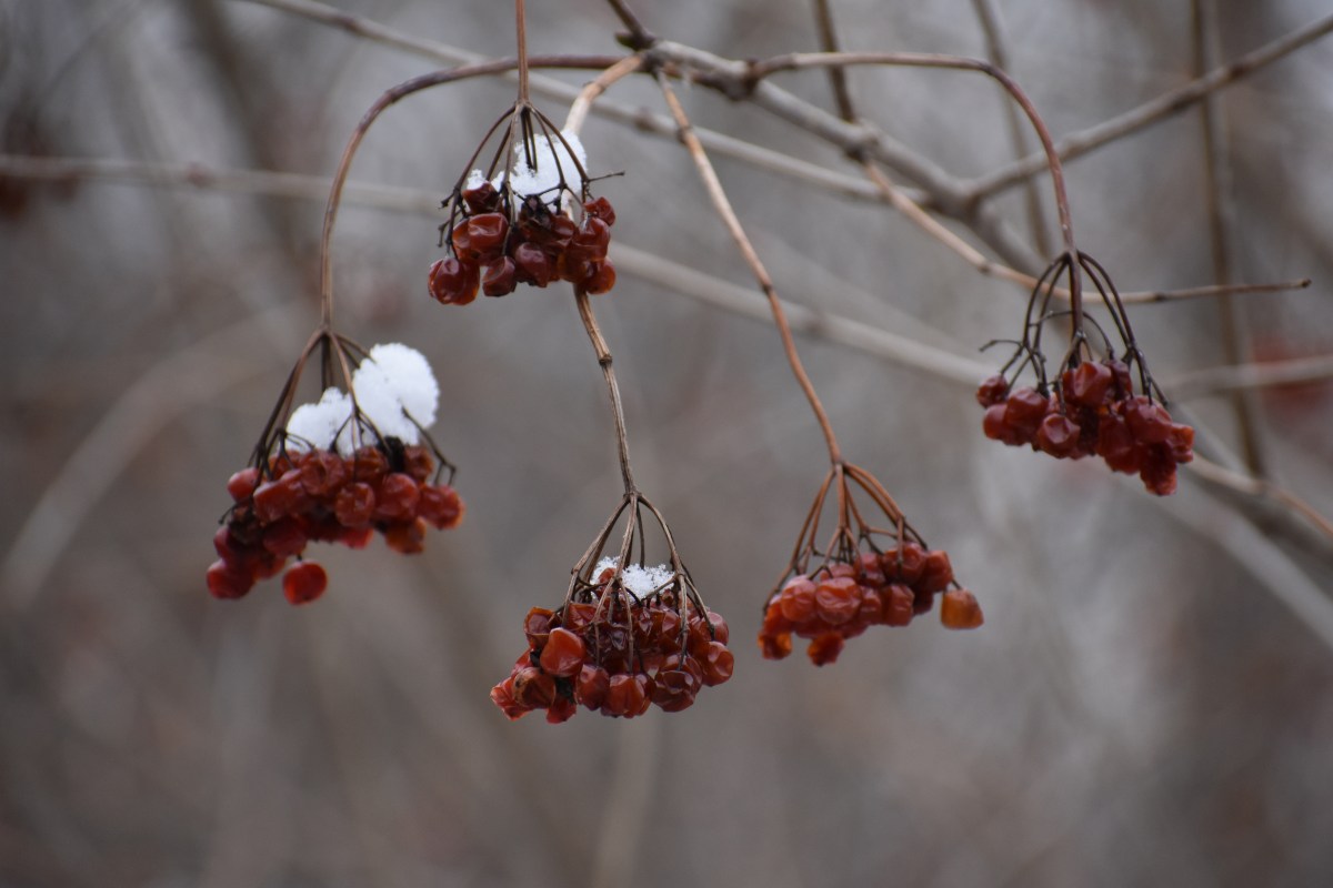 Enjoying Your Garden in&nbsp;Winter